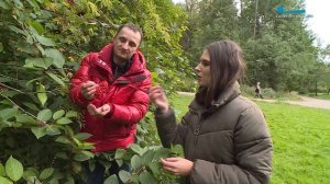 Как правильно собирать и хранить рябину