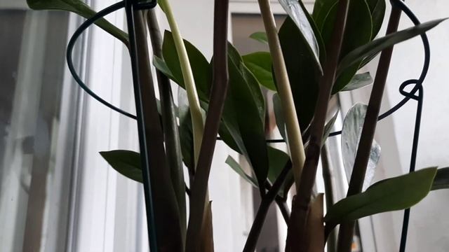 Почему Замиокулькас?????  #замиокулькас #zzplant