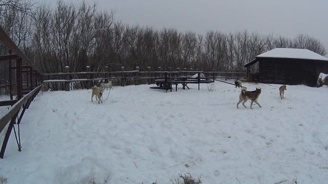 Карусель-тренажер для собак Занятия в межсезонье смотреть онлайн