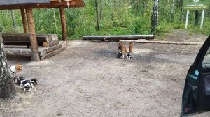 Выжловки и щенки эстонской гончей