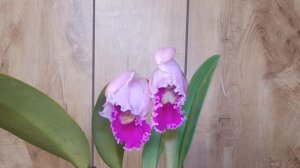 Cattleya trianaei “Patricia” .Time-lapse. Орхидейный танец любви . Цветение природной каттлеи.