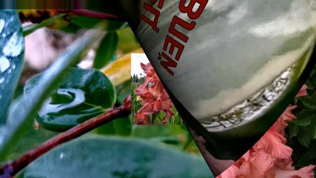 Коллекция гладиолусов семьи Кветковских ч12 (дымчатые и коричневые) смотреть онлайн