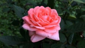 Варенье из лепестков роз и не только. Чайная роза в кулинарии.