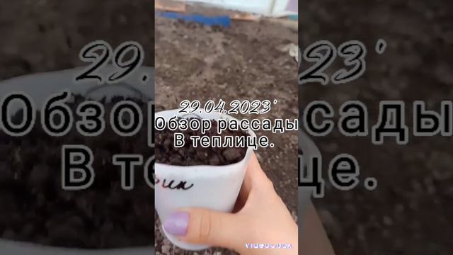 29.04.2023'. рассада в теплице . перцы. томаты. петуния. острые перцы.