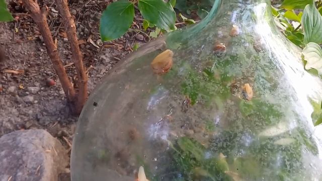 Как мыть стеклотару, бутыля и прочие склянки. смотреть онлайн