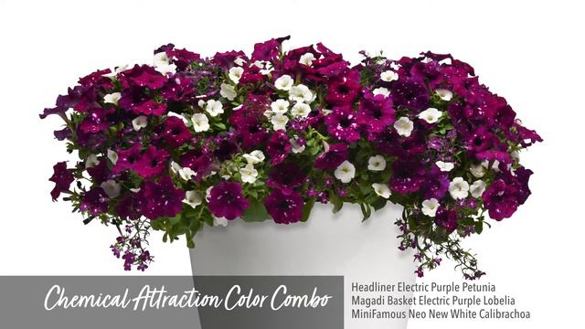 Seven Petunias that Will Leave you Seeing Spots - Sky & Speckle Varieties смотреть онлайн