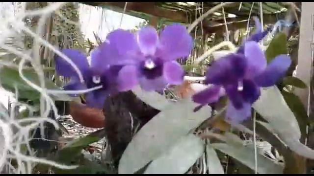 The True color BLUE Angel Dendrobium - Debdrobium Hybrid смотреть онлайн