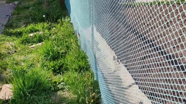 Закупка РАССАДЫ, Кари, посадка картошки смотреть онлайн