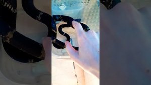 Амурский полоз вздрагивает от прикосновений