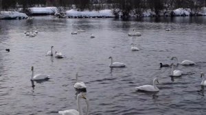 Зима.  Животные зимой.