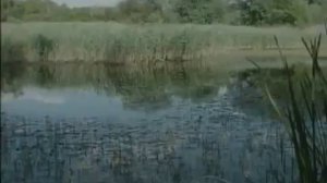 Животные мира Самые умные Законы природы Хитрость зверей Забота о потомстве Работа кукушки Своё яйц