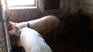 СВИНОМАТКА В ОХОТЕ// КАК ОПРЕДЕЛИТЬ ОХОТУ У СВИНЬИ// ОТПРАВИЛИ К ХРЯКУ