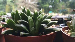 NEW HAWORTHIA TRUNCATA CV HARRY JOHNSON - Succulent Plant Haul For Collection - NO COMMENTARY (2018