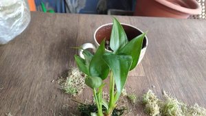 ?Алоказия Кукулата? 17.05.23  #пересадка #комнатныецветы #flowers #alocasia #город61 #мохсфагнум