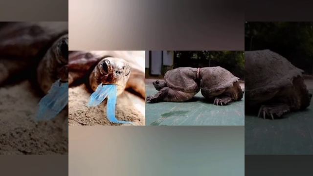 о том к чему приводит выброс мусора! смотреть онлайн