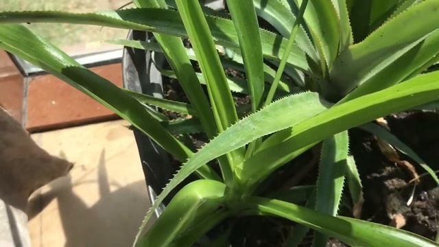 Хлорофитум или кислица. Уход и размножение. Растение для начинающих цветоводов.