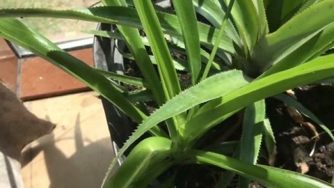 Хлорофитум или кислица. Уход и размножение. Растение для начинающих цветоводов.