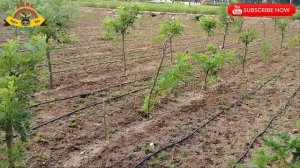 Gliricidia (Gliricidia sepium) - Growing practices from Matured Stems described by Agri. Muthamizha