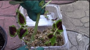 КОЛЕУС  ЧЕРЕНКОВАНИЕ И ВЫСАДКА В САД!