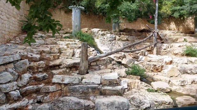 Израиль. Зоопарк Хайфы. смотреть онлайн