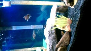 Kenyi vs Maingano African Cichlid Fight!