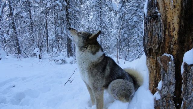 Лайка-дворовая студия Мэджик Мьюзик смотреть онлайн