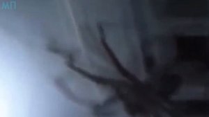 10 ГИГАНТСКИХ ПАУКОВ СНЯТЫХ НА ВИДЕО