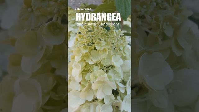 Гидрангея паникулята 'Кэндллайт' (Hydrangea paniculata 'Candlelight')