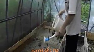 Зеленое черенкование черной смородины