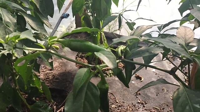 Каролина Рипер поспел.Самый острый перец в мире О перцах. Баклажаны 