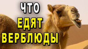 Что едят верблюды