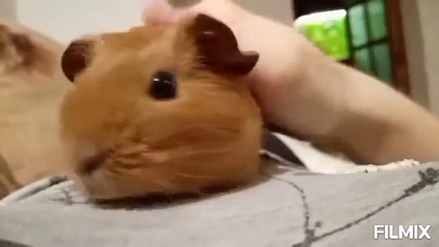 Уход и содержание за морской свинкой