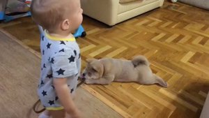Смуф чау-чау