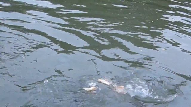 Кормление рыб в озере. Парк Люмпини, Бангкок смотреть онлайн