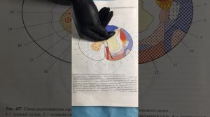 Спинной мозг. Проводящие пути спинного мозга.