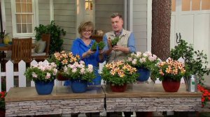 Roberta's 6-piece Two Hearts Petunia Collection on QVC