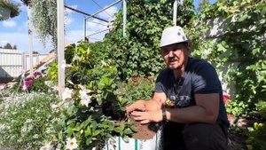 Секрет хорошей корневой системы. Торф профи микс. Торф класман