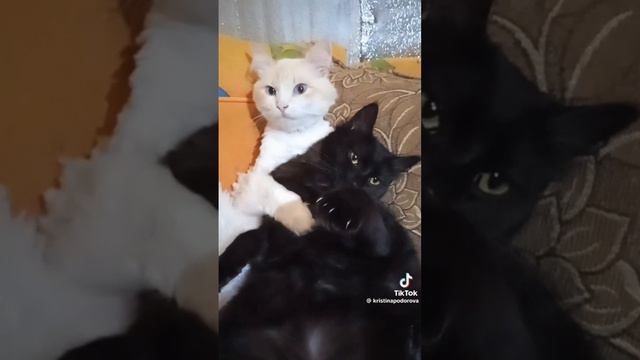 котики