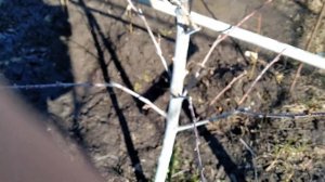 Формировка персика веретено.Обрезка в первый и второй год вегетации.