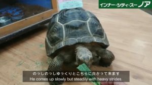 Animals of NOAH ： Aldabra giant tortoise