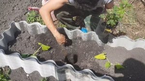 Ежевика Натчез! Купили, сажаем!