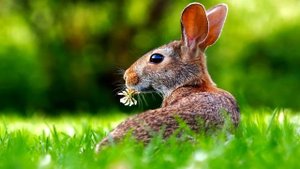 ИНТЕРЕСНЫЕ ФАКТЫ О КРОЛИКАХ