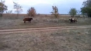 Битва баранов за самку