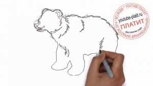 Как карандашом нарисовать бурого медведя