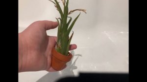 tillandsia feeding and care guide