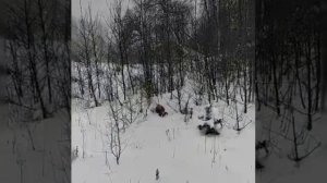 Бигль на зимней охоте. 16.01.2021