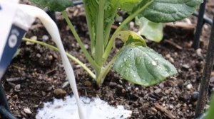 Можно ли поливать растения молоком | Советы огородникам