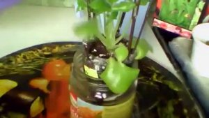 14 04 2019 Фиалка Богиня ночи .  Комнатные цветы. Комнатные растения.