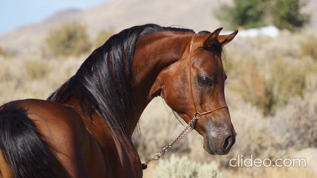 BLISS 2021 . Relax. Красивая мелодия на фоне лошадей. Лошади. Природа. смотреть онлайн