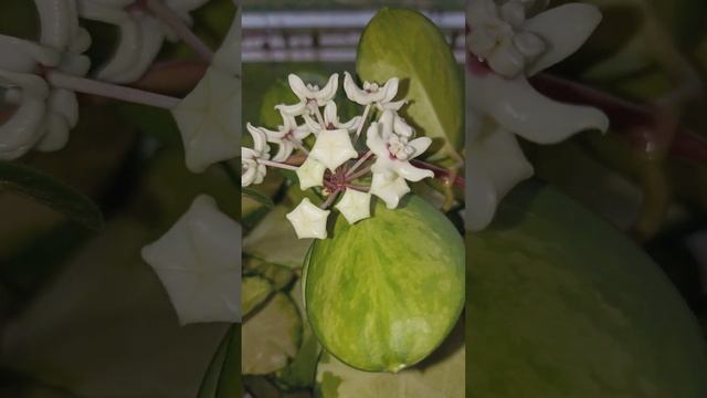 Hoya Australis "Lisa"